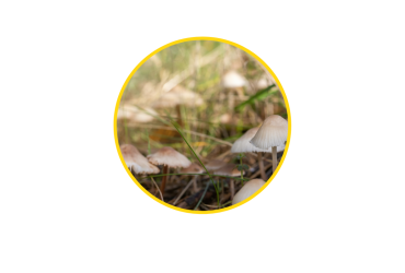 Earthy