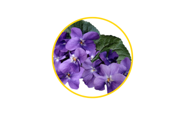 Violets