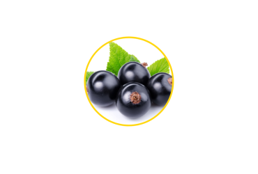 Black Currant